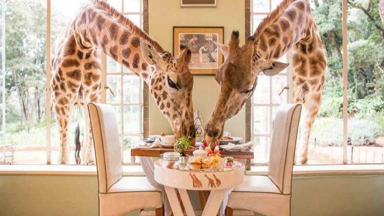 Read more about the article A Guide Through Giraffe Castle in Kenya